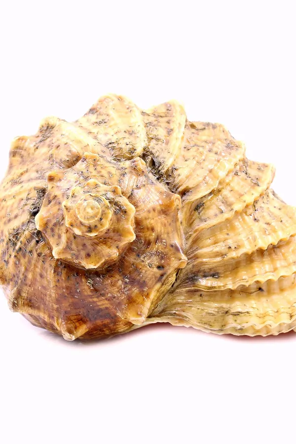Bej Doğal Deniz Kabuğu