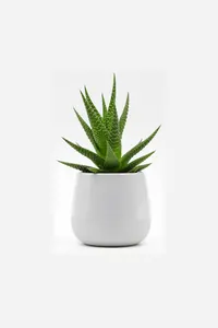 Beyaz Seramik Saksılı Aloe