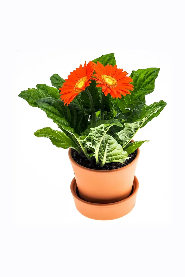 Kiremit Saksılı Turuncu Gerbera